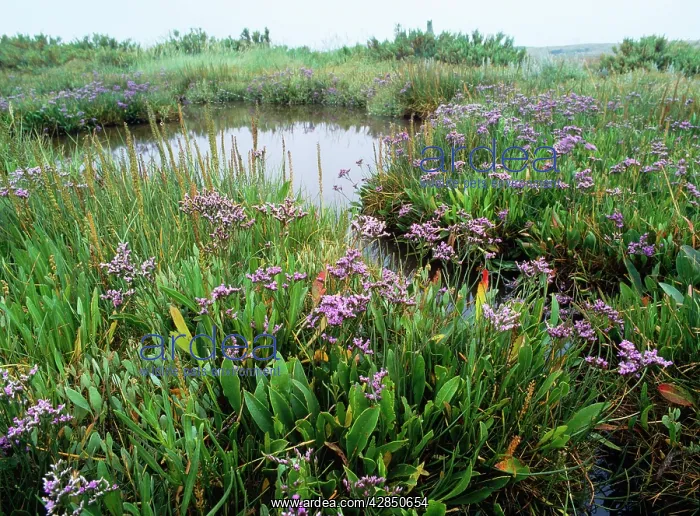 : Salt Marsh - with Sea Lavender, Sea Arrow Grass etc : Salt Marsh - with Sea Lavender, Sea Arrow Grass etc