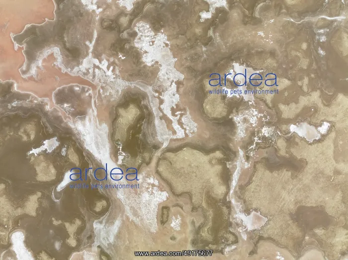 : Salt marsh at the Skeleton Coast : Salt marsh at the Skeleton Coast