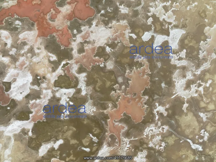 : Salt marsh at the Skeleton Coast : Salt marsh at the Skeleton Coast