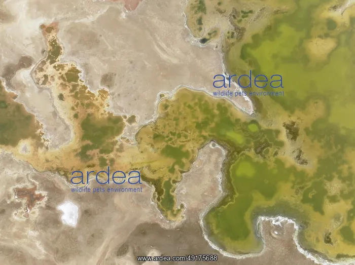 : Salt marsh at the Skeleton Coast : Salt marsh at the Skeleton Coast