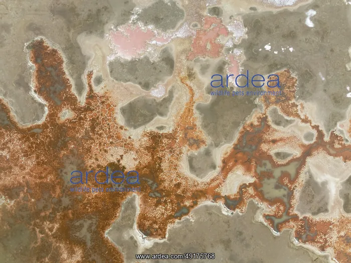 : Salt marsh at the Skeleton Coast : Salt marsh at the Skeleton Coast