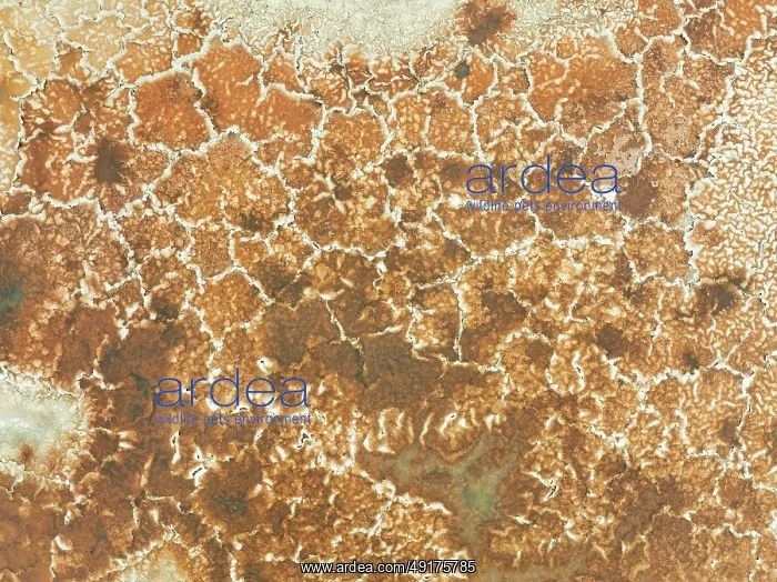 : Salt marsh at the Skeleton Coast : Salt marsh at the Skeleton Coast