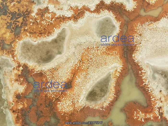 : Salt marsh at the Skeleton Coast : Salt marsh at the Skeleton Coast