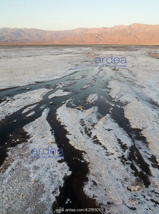 : Salt marshes against the background of the Panamint : Salt marshes against the background of the Panamint