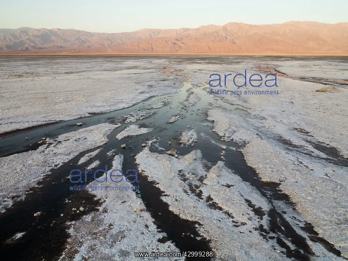 : Salt marshes against the background of the Panamint : Salt marshes against the background of the Panamint