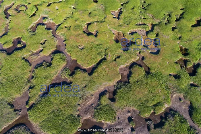 : Salt marshes in front of the dike, coastal protection : Salt marshes in front of the dike, coastal protection
