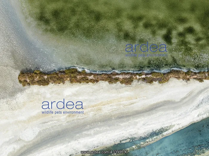 : Salt marshes near Sanlcar de Barrameda. Aerial : Salt marshes near Sanlcar de Barrameda. Aerial