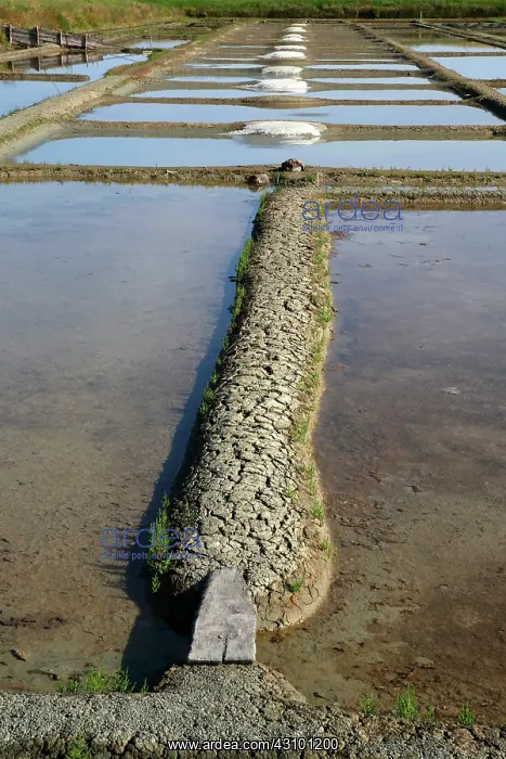 : Salt marshes, Noirmoutier island, Vendee, France : Salt marshes, Noirmoutier island, Vendee, France