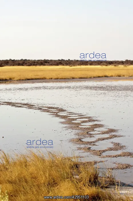 : Salt pan - elephant tracks across salt pan : Salt pan - elephant tracks across salt pan