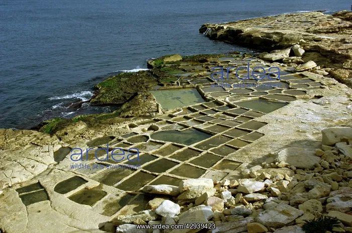 : Salt pans at Marsaskala, Malta. Look like shallow : Salt pans at Marsaskala, Malta. Look like shallow