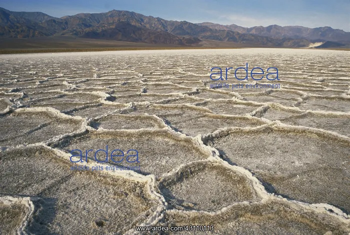 : Salt Polygons in Death Valley : Salt Polygons in Death Valley