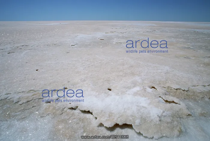 : Salt surface of Lake Eyre North. Lake Eyre National : Salt surface of Lake Eyre North. Lake Eyre National