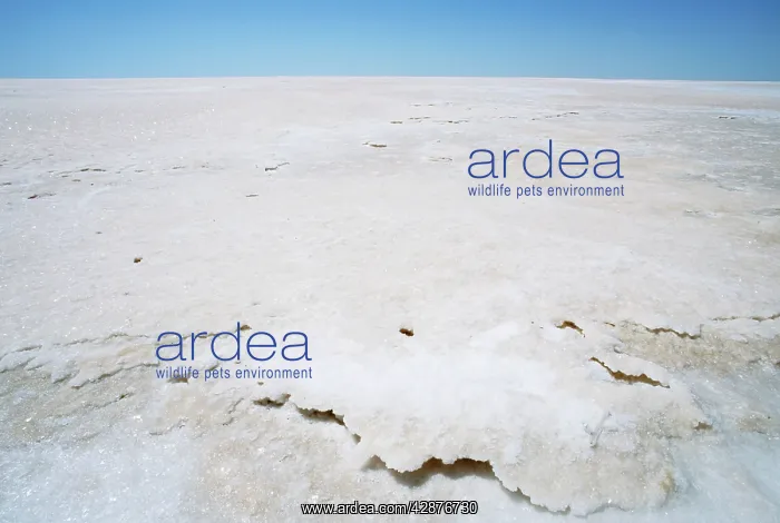 : Salt surface of Lake Eyre North Lake Eyre National Park : Salt surface of Lake Eyre North Lake Eyre National Park