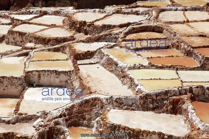 : Salt terraces of Maras in Peru : Salt terraces of Maras in Peru