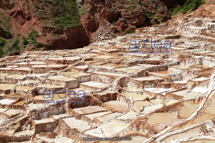 : Salt terraces of Maras in Peru : Salt terraces of Maras in Peru