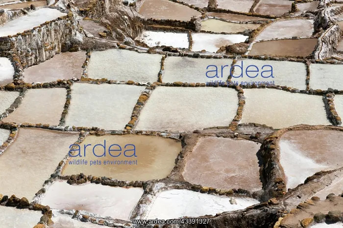 : Salt terraces of Maras in Peru : Salt terraces of Maras in Peru