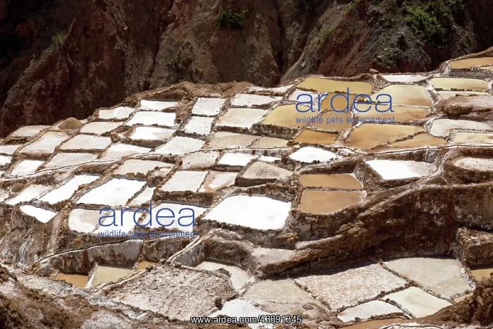 : Salt terraces of Maras in Peru : Salt terraces of Maras in Peru