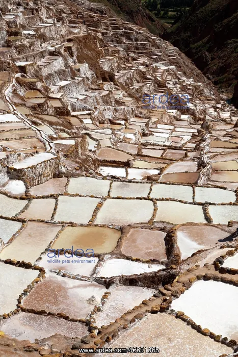 : Salt terraces of Maras in Peru : Salt terraces of Maras in Peru