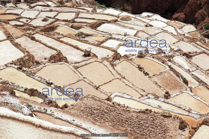 : Salt terraces of Maras in Peru : Salt terraces of Maras in Peru