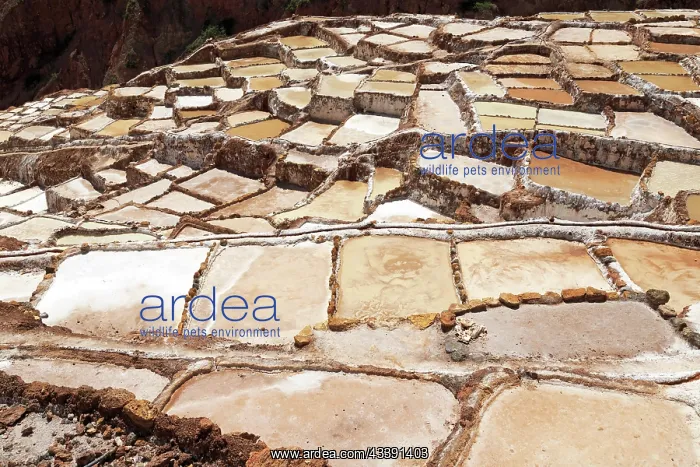  : Salt terraces of Maras in Peru
