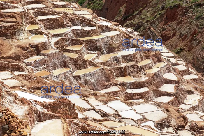: Salt terraces of Maras in Peru : Salt terraces of Maras in Peru