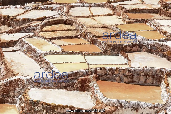 : Salt terraces of Maras in Peru : Salt terraces of Maras in Peru