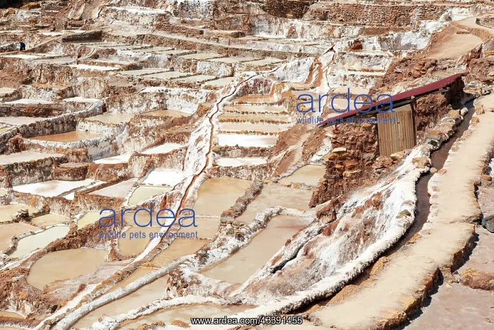 : Salt terraces of Maras in Peru : Salt terraces of Maras in Peru