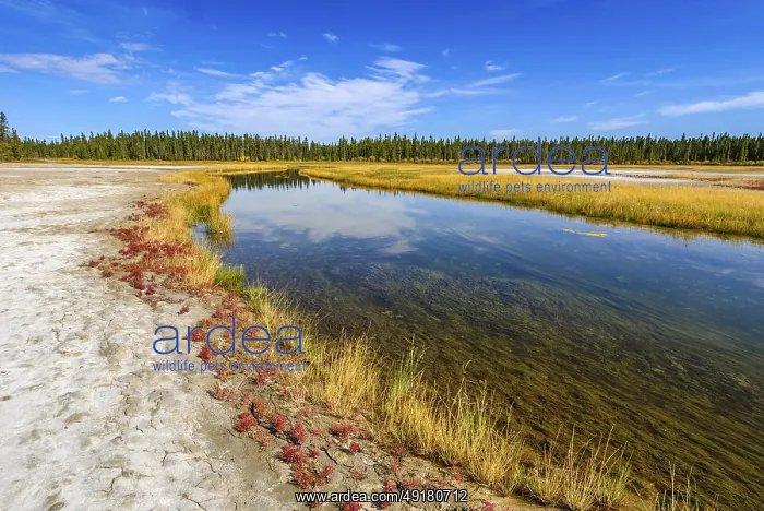 : Salt-tolerant grasses and Red Samphire (Salicornia rubra) : Salt-tolerant grasses and Red Samphire (Salicornia rubra)