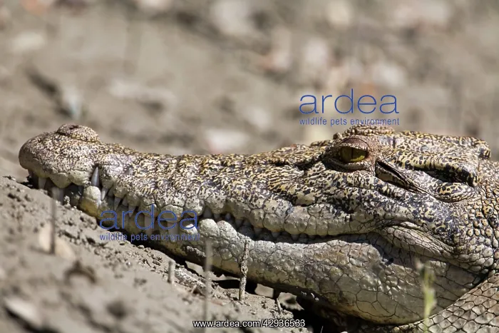 : Salt Water Crocodile : Salt Water Crocodile