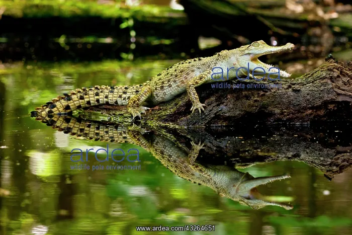 : Salt Water Crocodile, Crocodylus porosus : Salt Water Crocodile, Crocodylus porosus