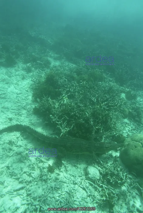 : Salt Water Crocodile, Rock Islands, Palau : Salt Water Crocodile, Rock Islands, Palau