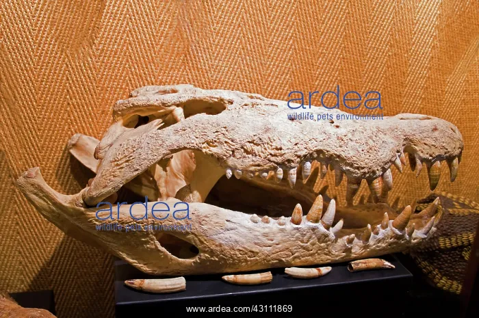 : Salt Water Crocodile Skull : Salt Water Crocodile Skull