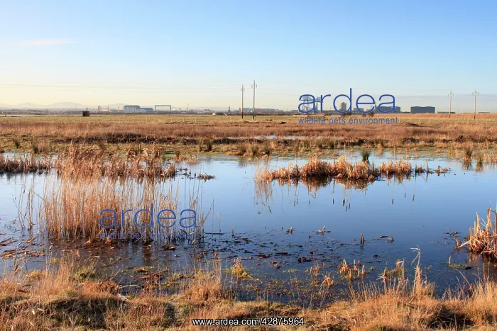 : Saltholme Reserve - RSPB Wildlife & Nature Reserve : Saltholme Reserve - RSPB Wildlife & Nature Reserve