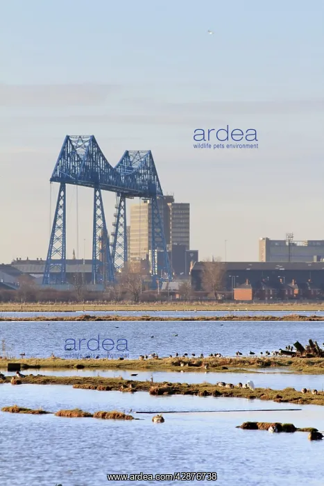 : Saltholme Reserve - RSPB Wildlife & Nature Reserve : Saltholme Reserve - RSPB Wildlife & Nature Reserve