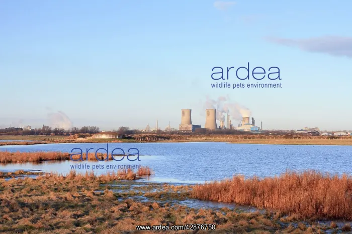 : Saltholme Reserve - RSPB Wildlife & Nature Reserve : Saltholme Reserve - RSPB Wildlife & Nature Reserve