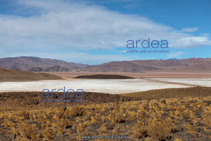  : Saltlake Salar del Hombre Muerto, (approx