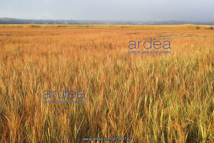 : Saltmarsh in Cape Cod, MA : Saltmarsh in Cape Cod, MA