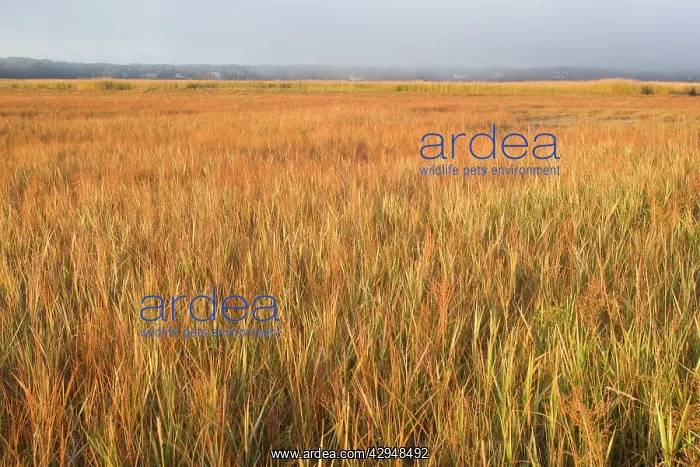 : Saltmarsh in Cape Cod - with Smooth / Saltmarsh Cordgrass : Saltmarsh in Cape Cod - with Smooth / Saltmarsh Cordgrass