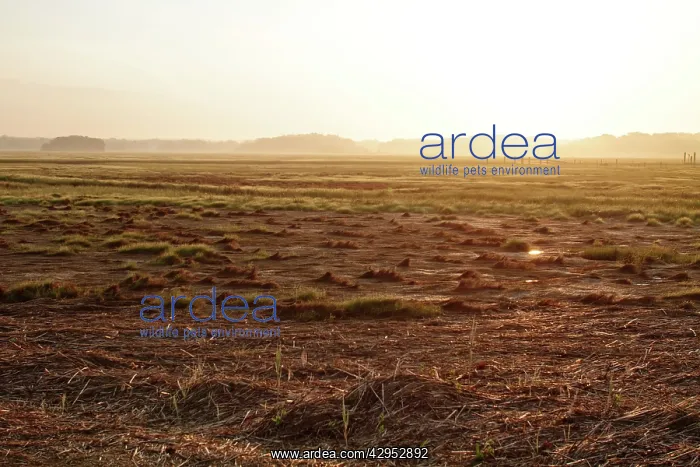 : Saltmarsh at dawn : Saltmarsh at dawn