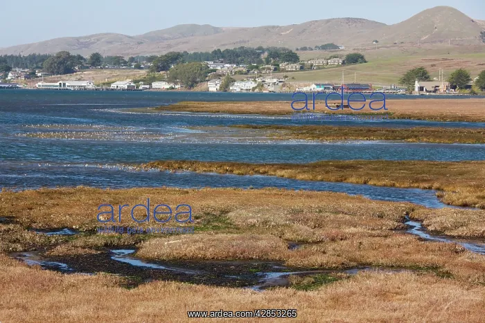 : Saltmarsh and estuarine habitats with large flocks : Saltmarsh and estuarine habitats with large flocks