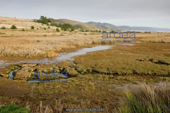  : Saltmarsh and estuary habitat at Limantour Beach