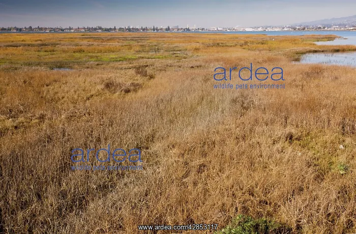: Saltmarsh and lagoon : Saltmarsh and lagoon
