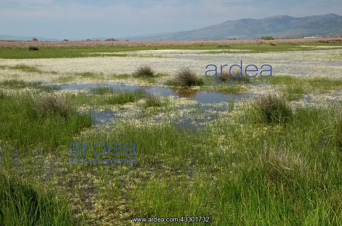 : Saltmarsh - lagoons and grazing pasture in the Gulf : Saltmarsh - lagoons and grazing pasture in the Gulf