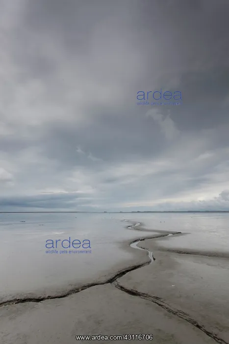 : Saltmarsh at low tide : Saltmarsh at low tide