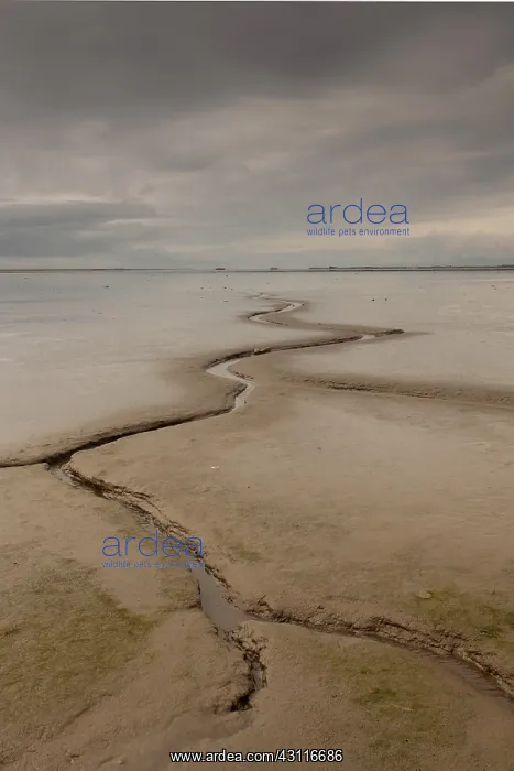 : Saltmarsh at low tideIceland : Saltmarsh at low tideIceland