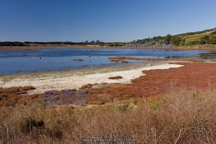 : Saltmarsh, mudflats and estuarine habitat at Elkhorn : Saltmarsh, mudflats and estuarine habitat at Elkhorn