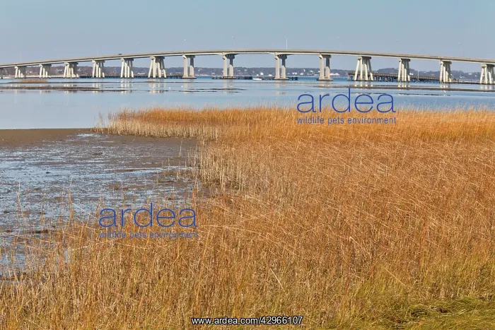 : Saltmarsh and mudflats in Shinnecock County Park : Saltmarsh and mudflats in Shinnecock County Park