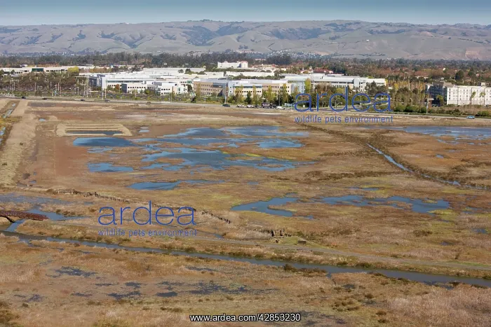 : Saltmarsh, pools and lagoons : Saltmarsh, pools and lagoons