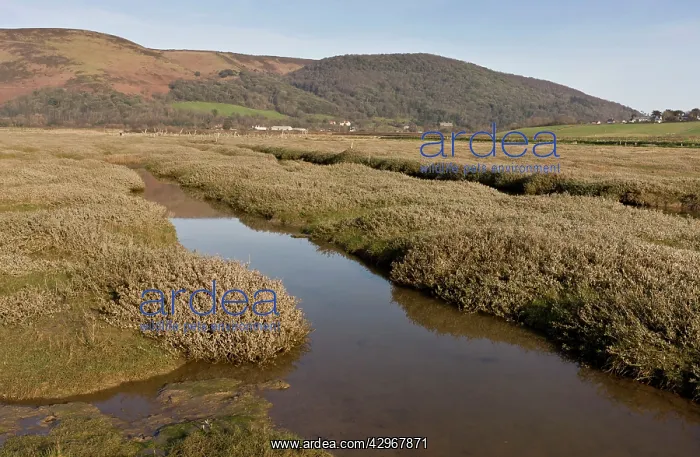 : Saltmarsh at Porlock Bay, Somerset, developing : Saltmarsh at Porlock Bay, Somerset, developing