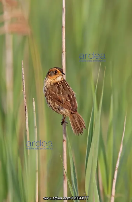 : Saltmarsh Sharp-tailed Sparrow : Saltmarsh Sharp-tailed Sparrow